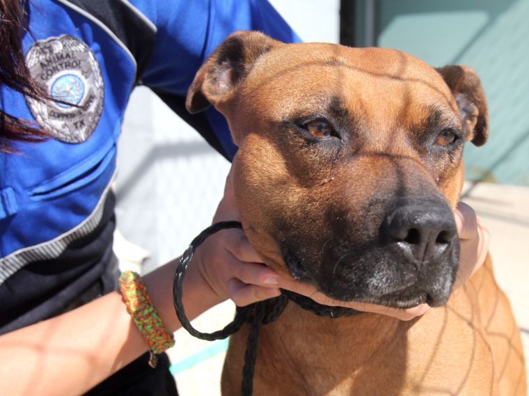 Cove overturns banned animal policy